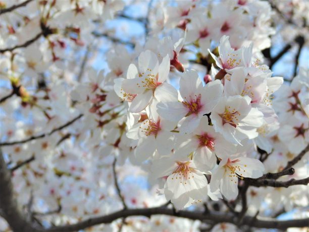 桜の花