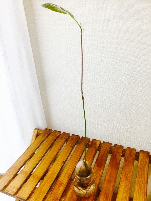 成長したアボカド