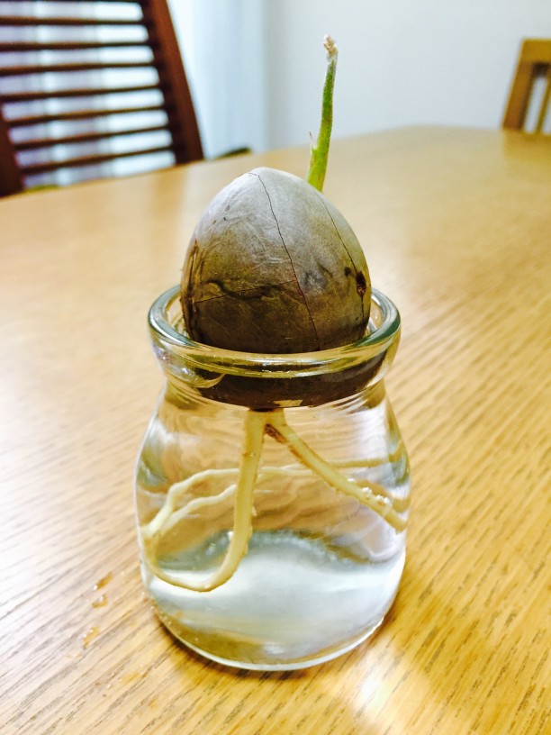 発芽したばかりのアボカド