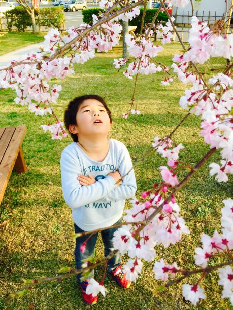 桜を見つめるそうちゃん