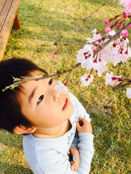桜を見つめるせんちゃん