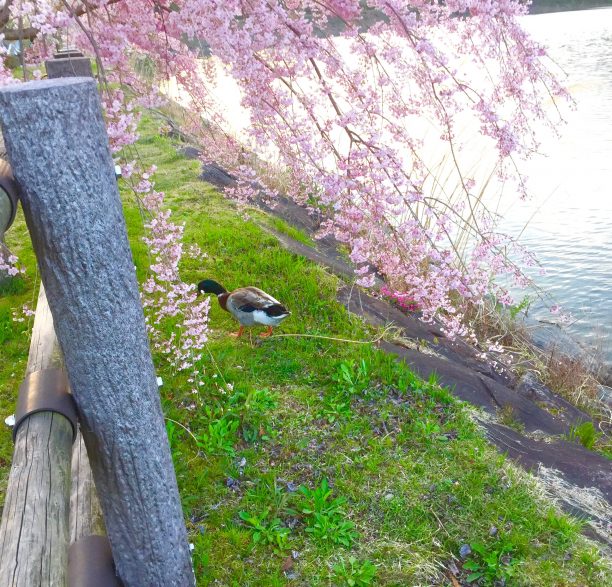 桜と鳥