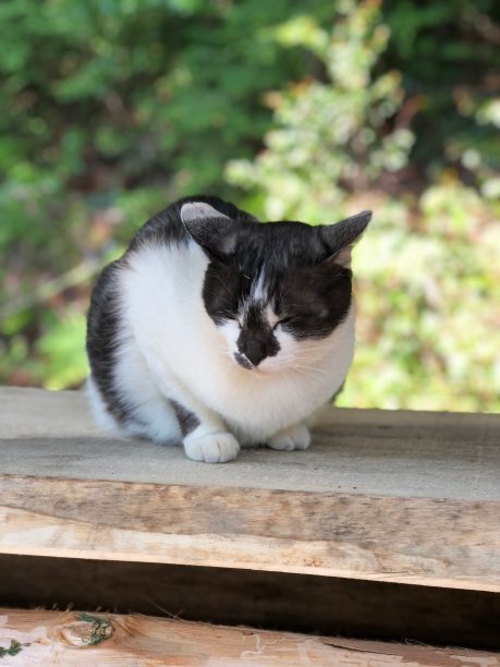猫