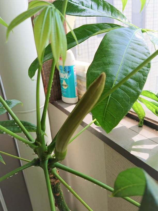 パキラつぼみ