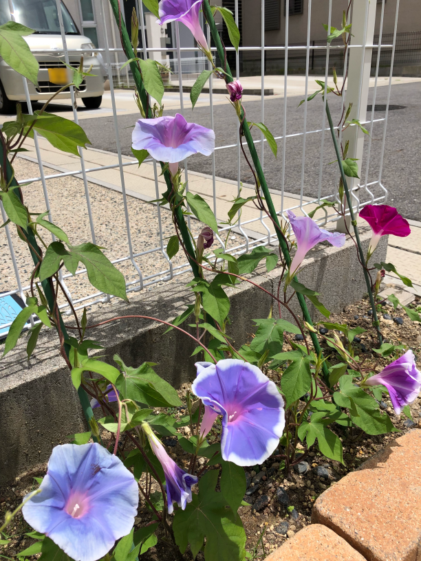 朝顔