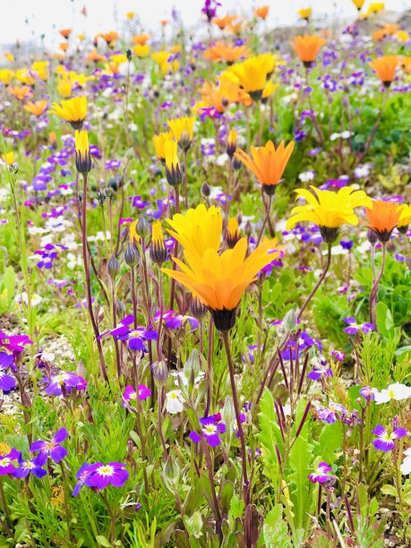 公園の小花