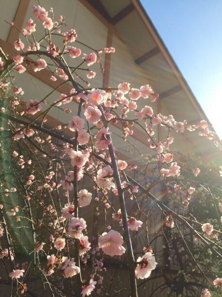 枝垂れ桜