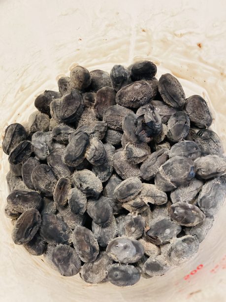 出来立ての黒豆納豆