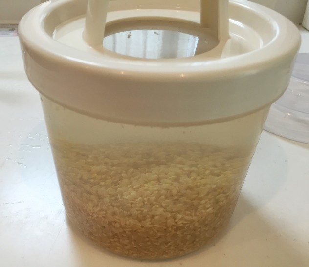 熱湯消毒した専用容器に、玄米と水をいれてしっかり蓋をします。
